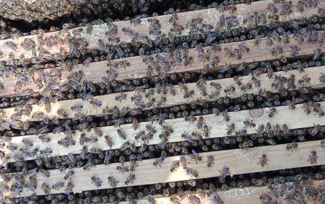 蜜蜂生棉虫了怎么办,蜂蜜桶长棉虫用什么药