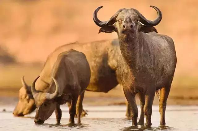 牛皮上有疤痕,做成真皮沙发时怎么补救?