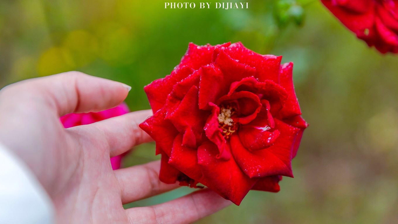 金坛花谷奇缘几月开花,金坛花谷奇缘地图