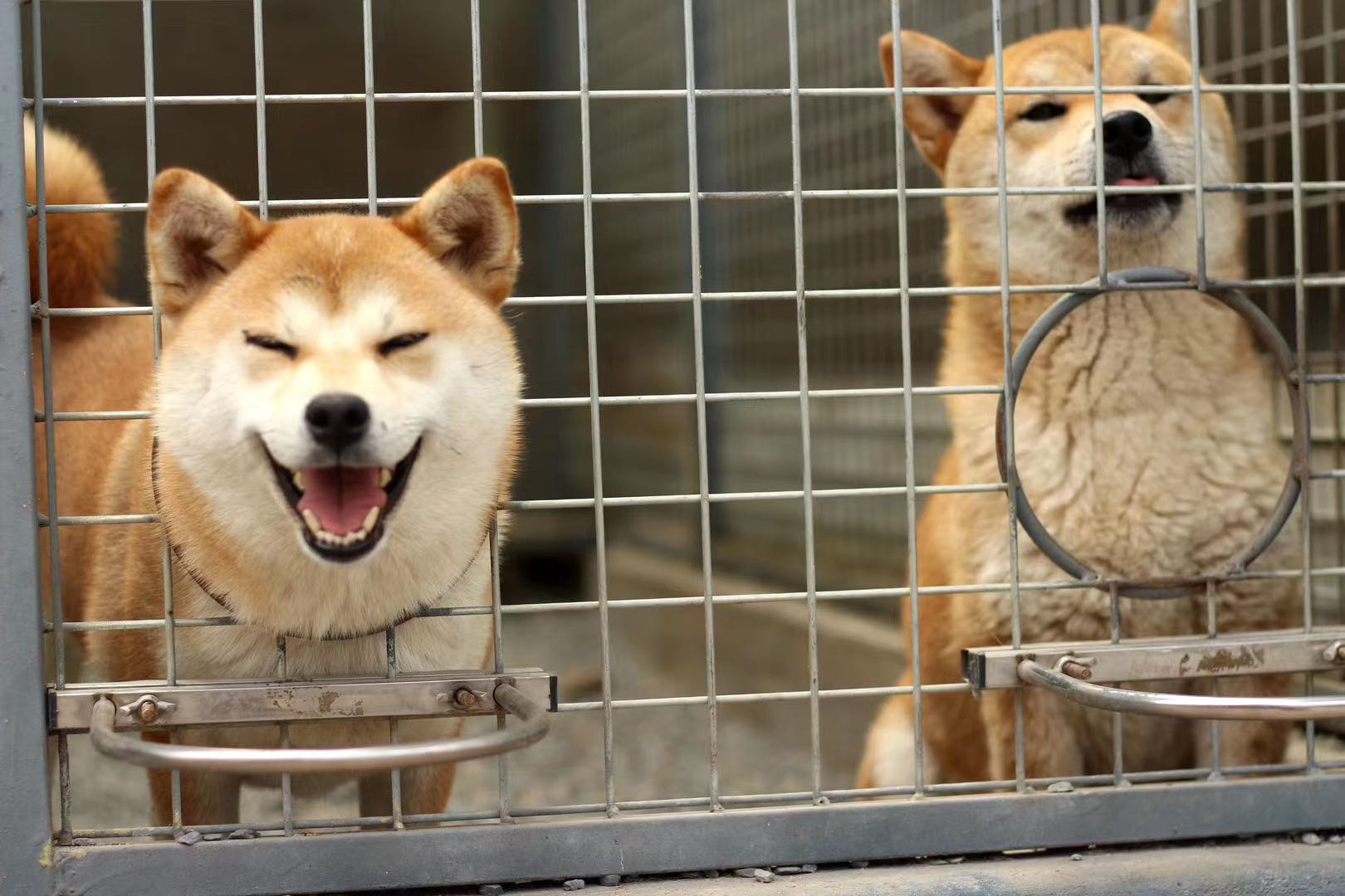 犬舍买狗,正规犬舍买狗