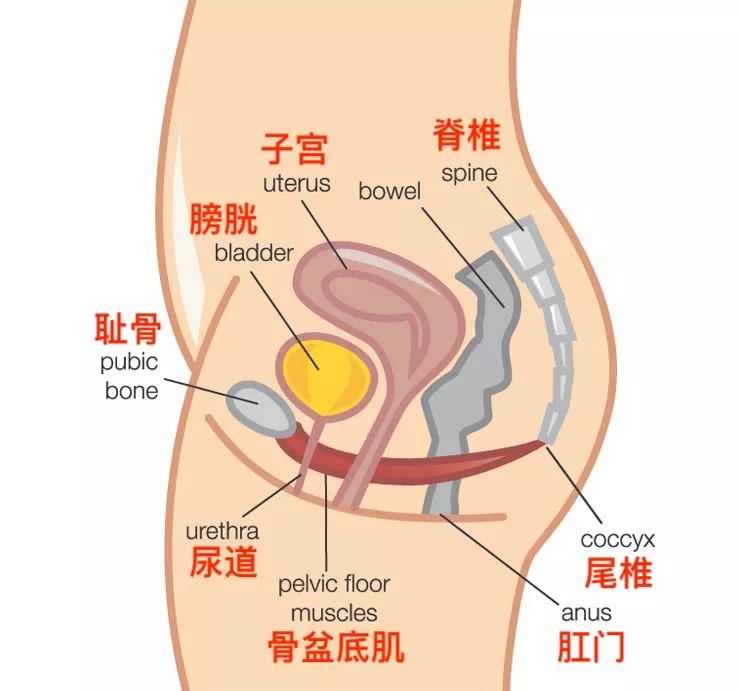 孕妇产后恢复紧致,产后肚子松弛怎么恢复