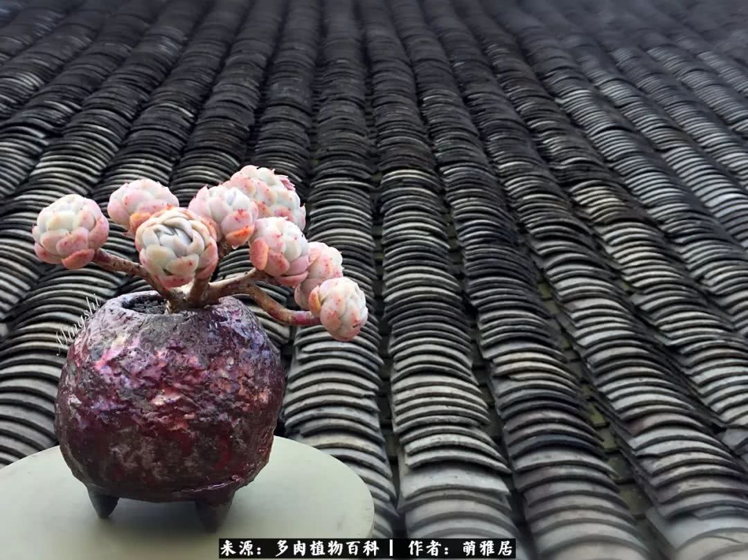 鍒濆啲鏆栭槼鍥寸倝鐓尪,鍐洦鍝佽尪