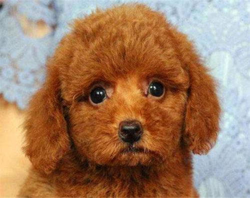 纯种泰迪犬特征,纯种泰迪犬的特征