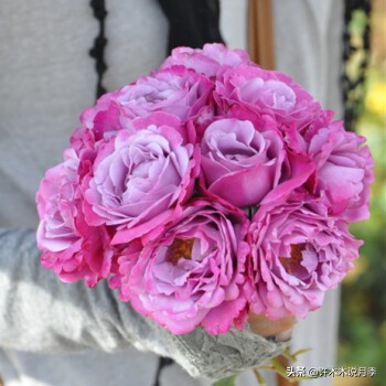 月季常见叶子问题,月季都有什么病怎么治