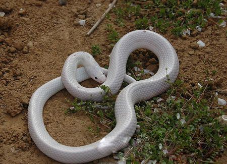 为什么有见蛇不能打的说法,看见蛇应不应该打