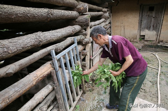 母猪与仔猪饲养最佳温度,母猪如何提高仔猪存活率