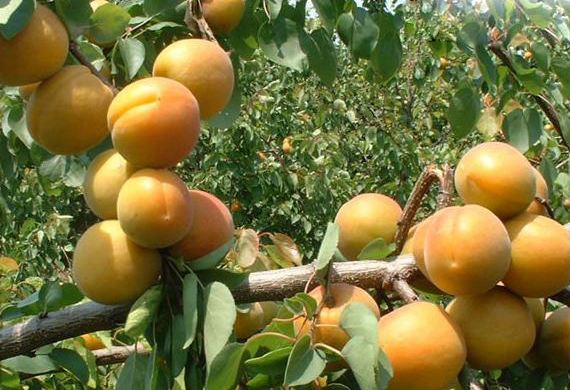 理综学霸必背口诀,高考学霸分享理综答题顺序