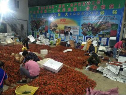 云南老板用一亩田豆牛代卖,帮800户农民将农产品卖到全国