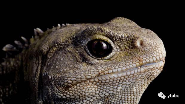 老鼠偷偷溜进博物馆，杀死拥有三只眼的远古生物