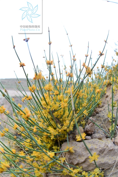 藁本神农本草经,神农本草经葛根原文