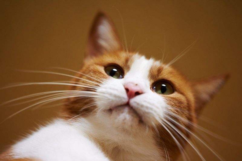 关于猫咪的胡须,猫咪胡须的秘密你知道吗