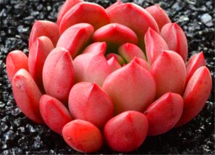 红宝石上色的最佳方法,红宝石怎么增色