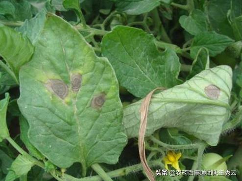 西红柿晚疫病难防治？这几点注意好了，看好原因才能对症下药