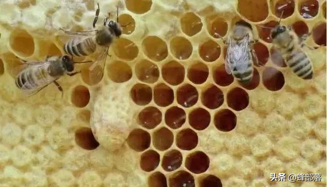 割破了的王台还会成活吗,割王台的时候掉下来怎么办