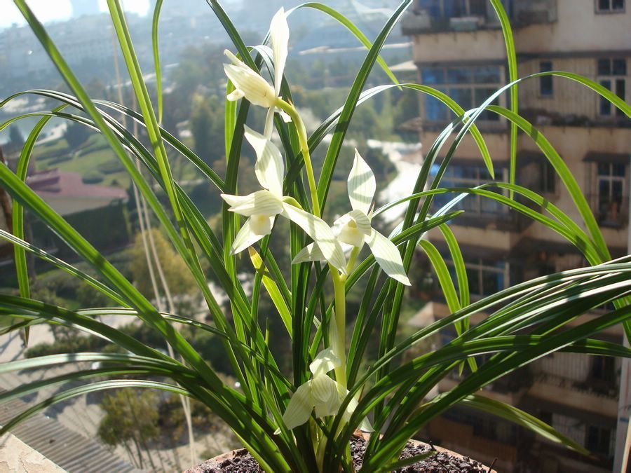 莲瓣兰五彩蝶品种简介,莲瓣兰大雪素有几个品种