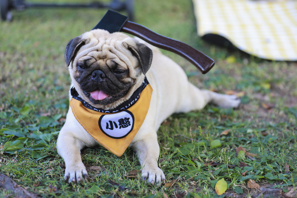 巴哥犬好养吗养巴哥犬的注意事项,八哥犬和巴哥犬有什么区别呢