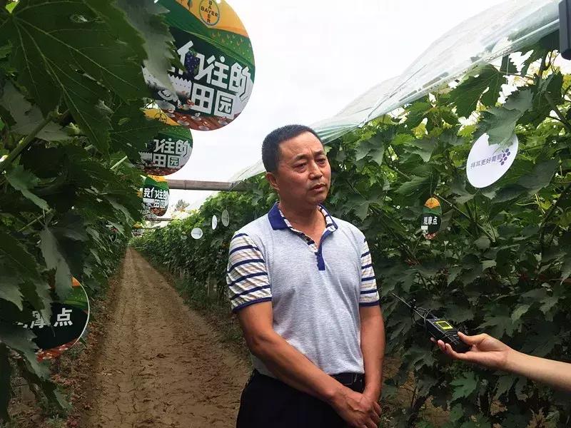 30亩葡萄园农场怎么利润最大化,10亩葡萄园一年能赚多少钱