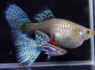 饲养孔雀鱼需要注意到什么,孔雀鱼饲养的注意事项