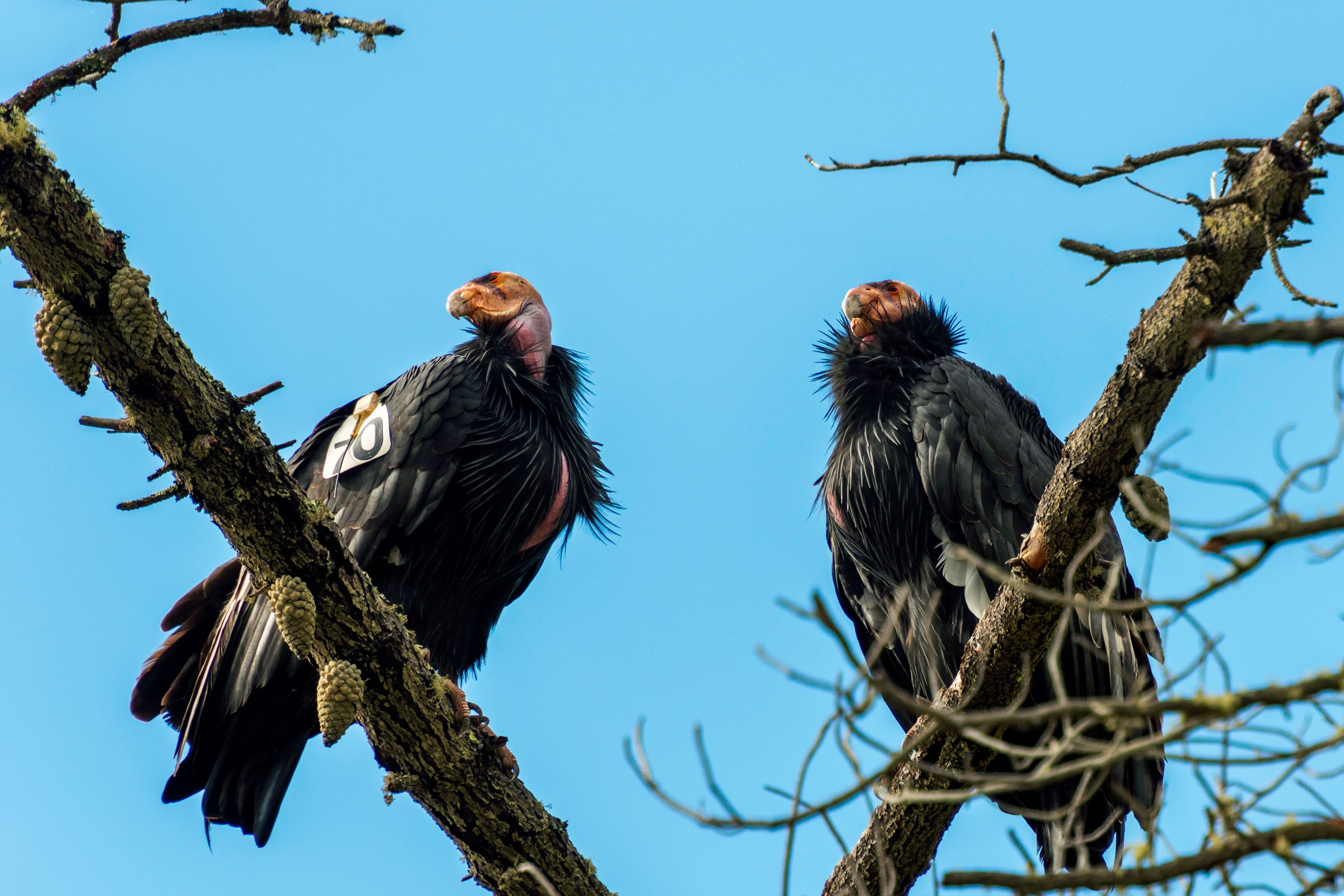 世界上最丑的鸟和最可爱的鱼,世界上最丑的鸟排名