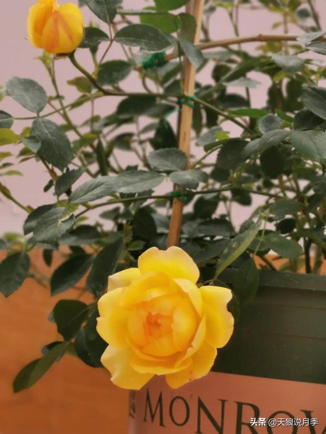 月季春季第一波花要不要剪,月季春季第一波花开后嫁接