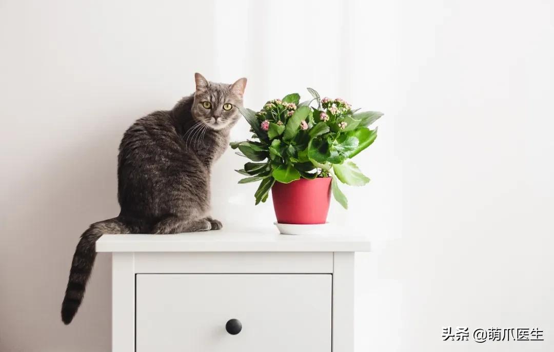 养了猫还适合养鹦鹉吗,养了猫还能养松鼠吗