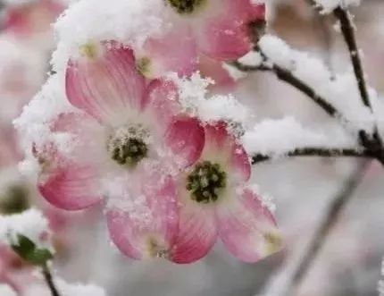 雪中莲笛子,诗歌雪中佳人