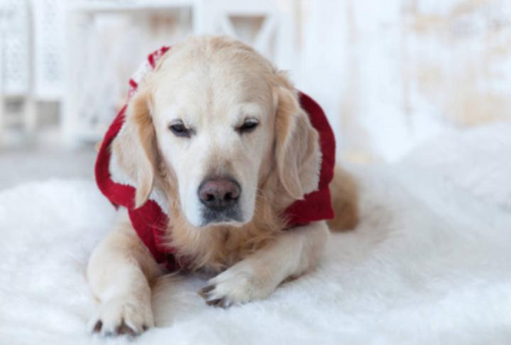 狗狗咳嗽流清鼻涕怎么回事,狗狗流脓鼻涕怎么治