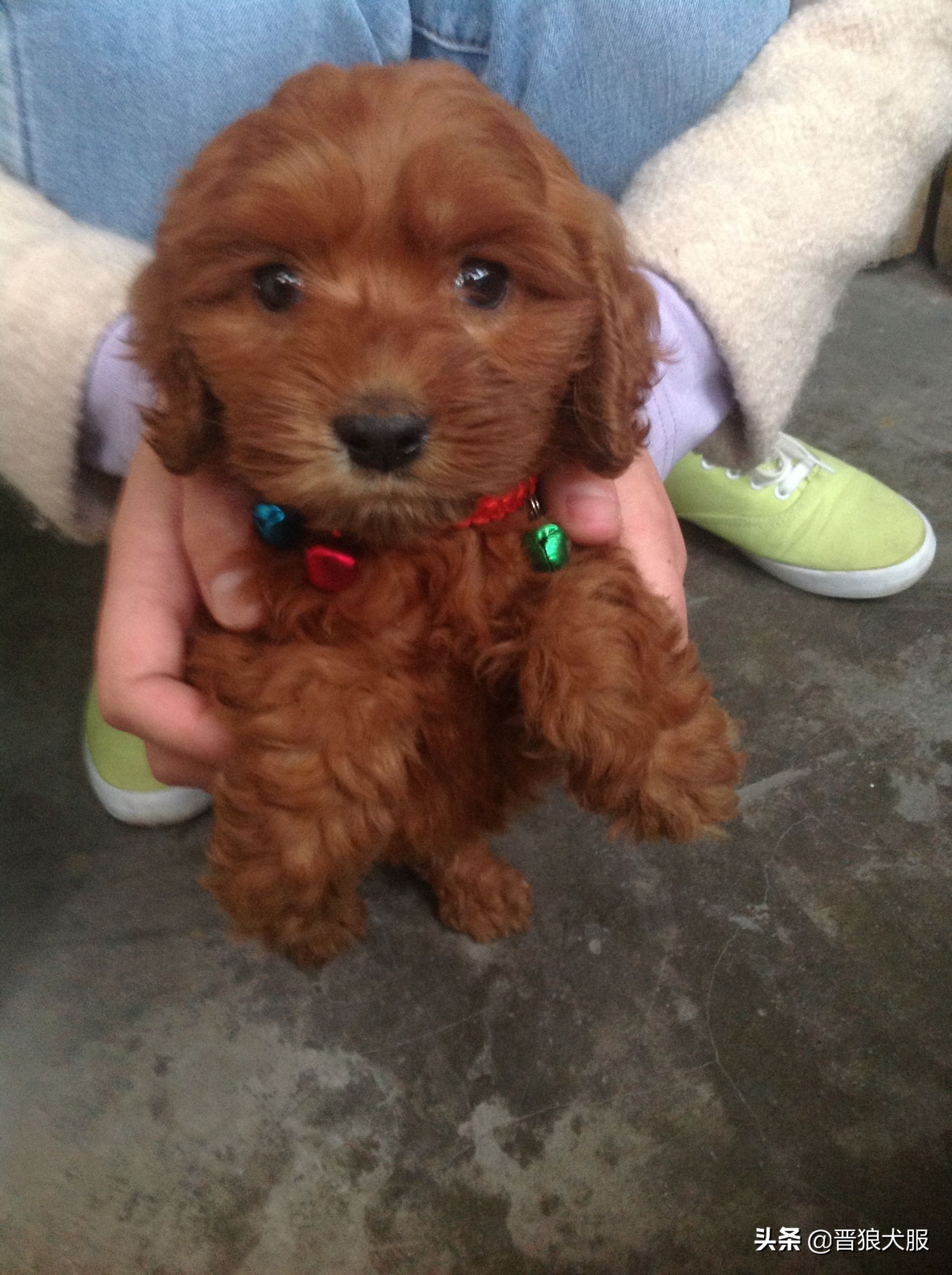 只因为一片驱虫药，就要了一条小泰迪的生命，主人后悔莫及