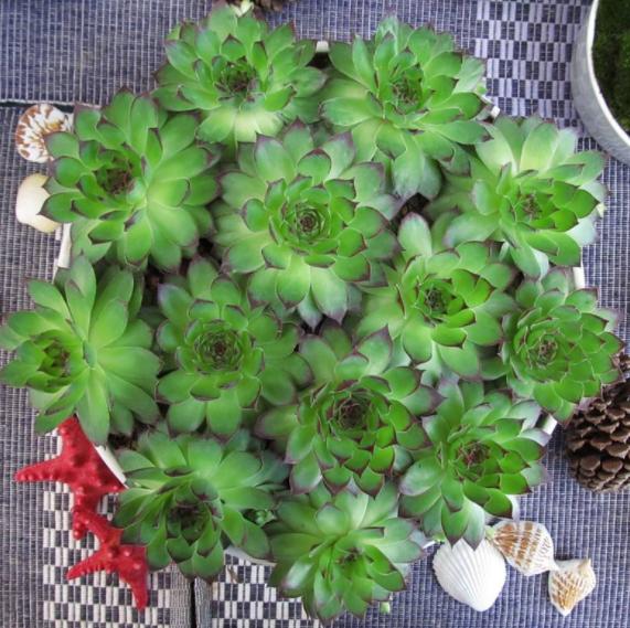 观音莲多肉细长怎么办,观音莲叶子下垂