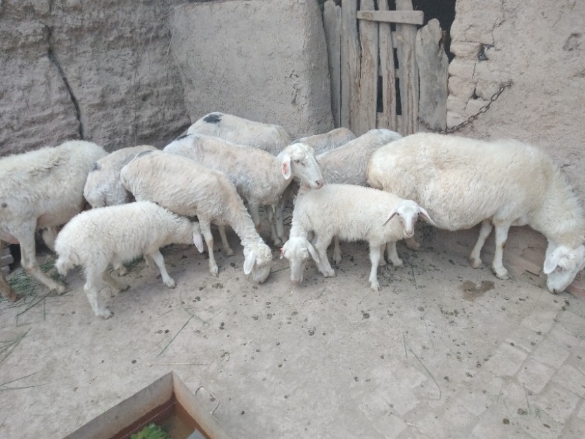 养羊专业户小尾寒羊,小尾寒羊习性及特点