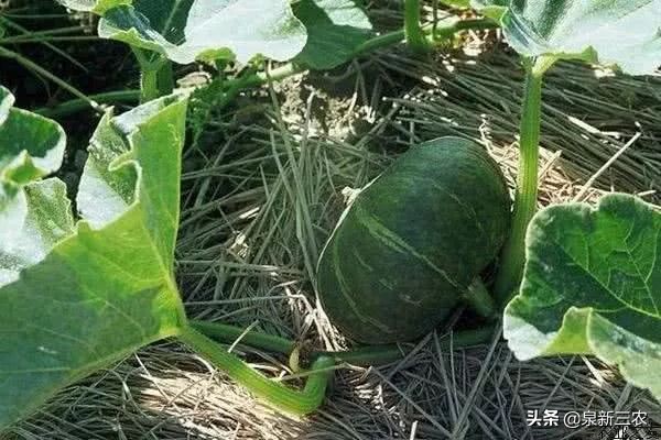 南瓜种到好长都不结瓜怎么办,种南瓜只长秧不开瓜结瓜怎么办