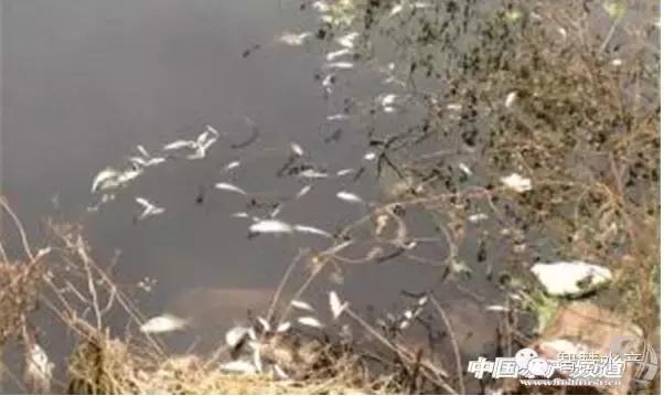 刚刚开始养殖对虾如何清理虾塘,对虾养殖ph值所反映的水质问题