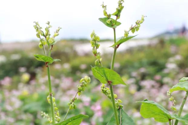 黑珍珠黑苦荞茶四川大凉山荞麦茶,威宁黑苦荞胚芽茶