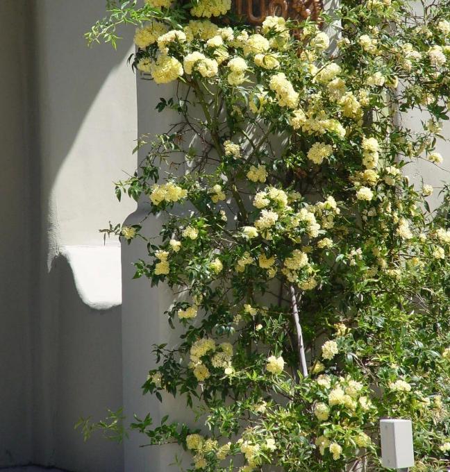 阳台窗台盆栽,阳台矮窗台处理最佳方法