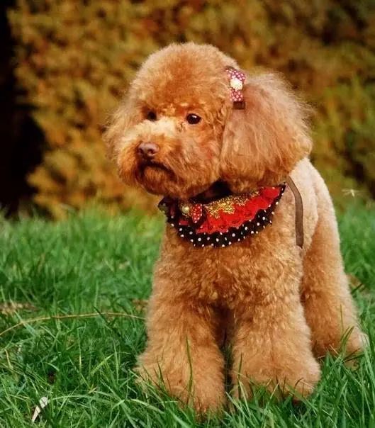 45只名犬排行,45种名犬您都认识吗