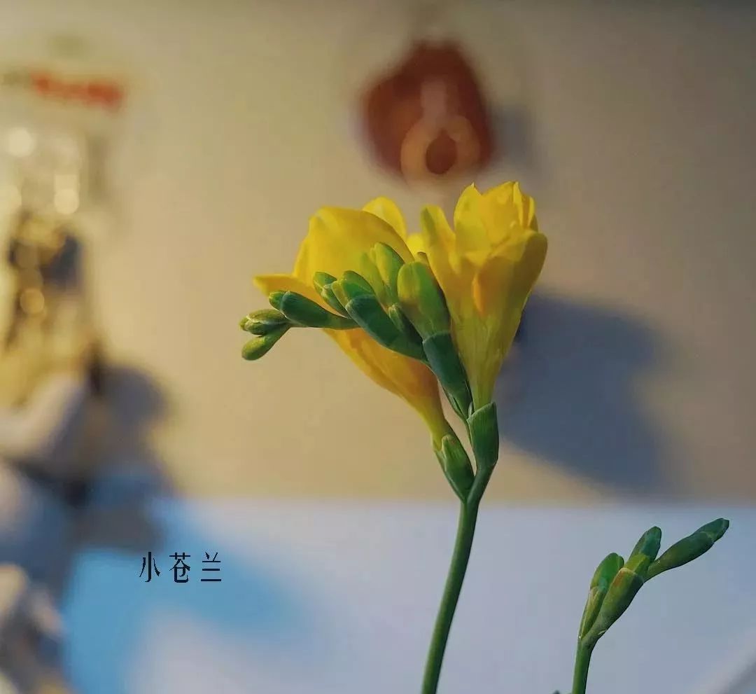 鲜花店常见花材品种大全,花店里同款的两种不同价格的花材