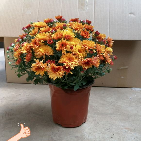 人称“千头菊”，一开几百朵，连爆2个月，太壮观了