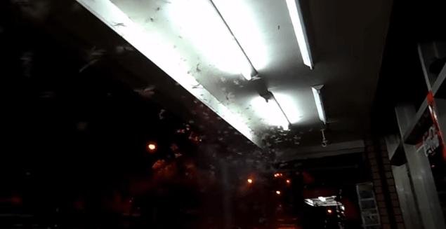 下雨天很多飞蚁是什么蚁,雨后飞蚁怎么来的