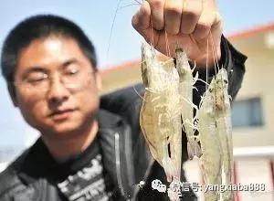 高科技养殖虾,天津对虾