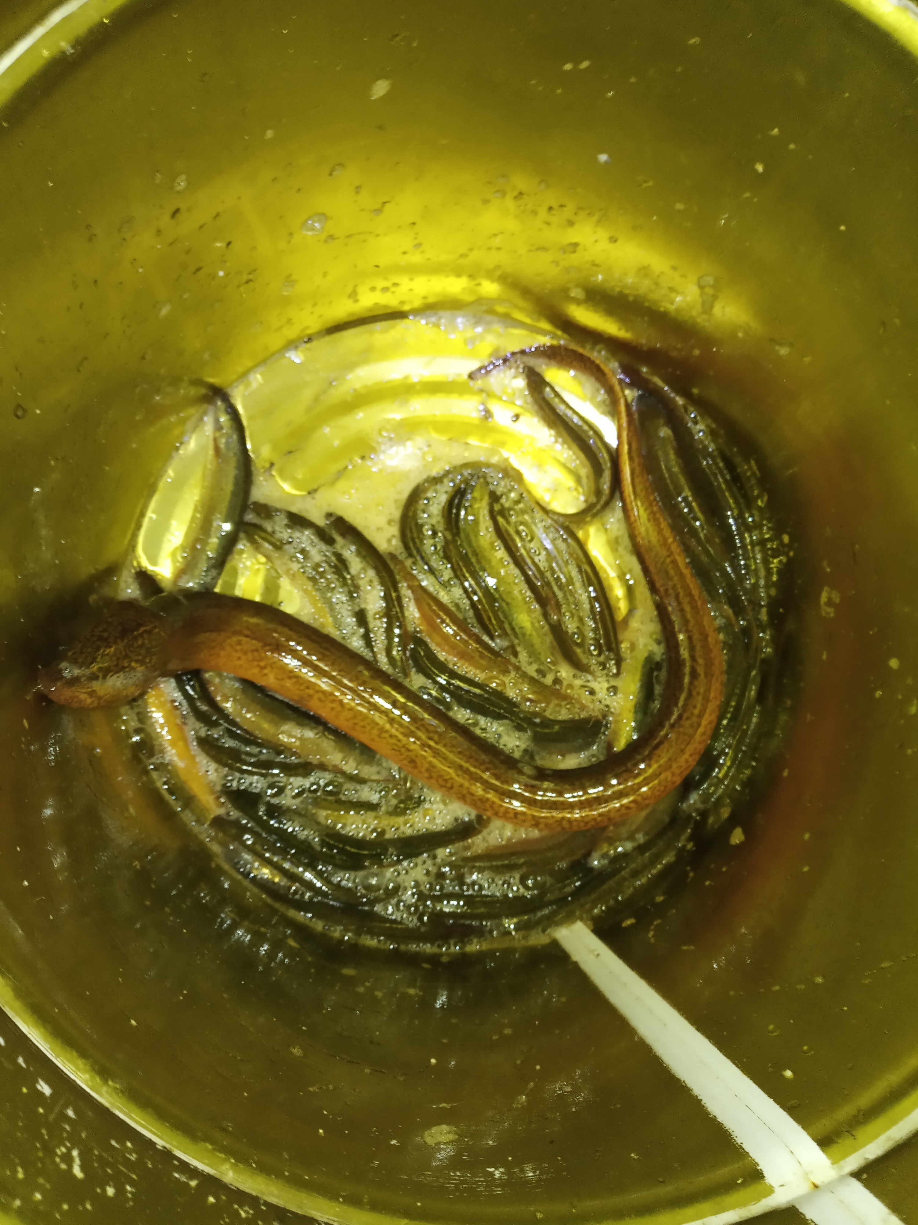 网箱混养鱼塘最佳搭配,鱼塘可以网箱形式养鱼么