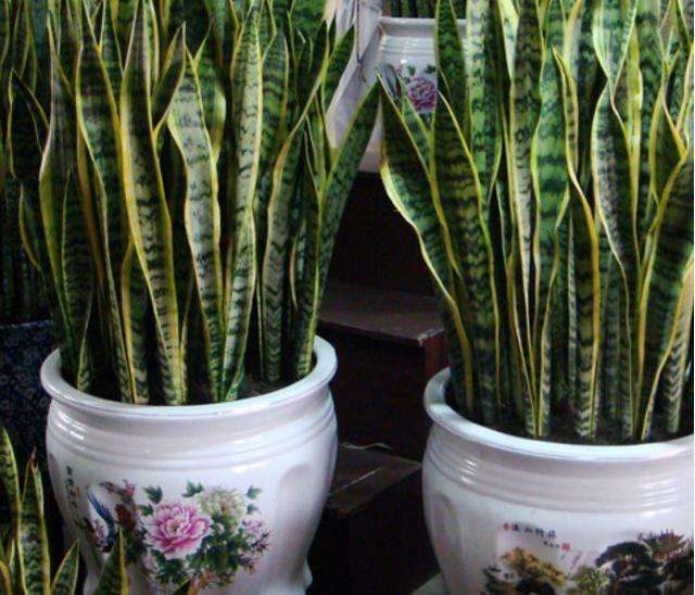 虎皮兰长出的新芽枯萎,虎皮兰叶片出现白色斑点