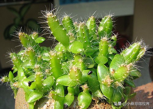 吃完的水果种子不要丢,吃完水果果核别扔