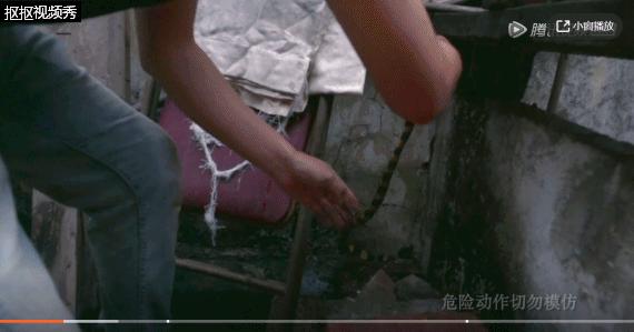 腾讯最新纪录片，记录人与毒宠的相爱相杀，堪称开年第一！