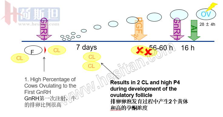 繁殖管理——使用双PG同期发情提高繁殖力