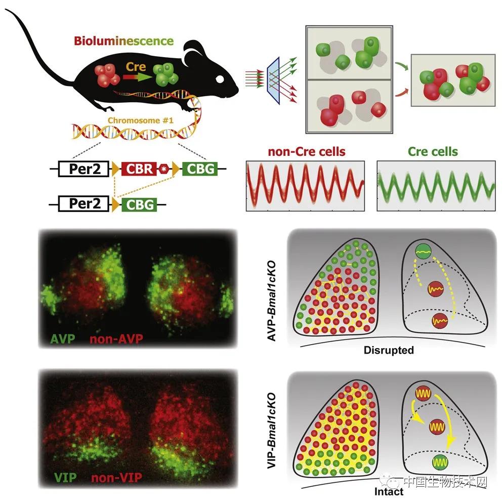 脑科学治自闭症有突破吗,脑科学日报关于记忆
