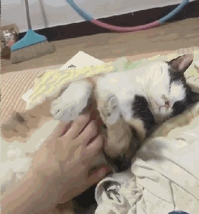 一只猫被另一只打,一只猫被两个人打