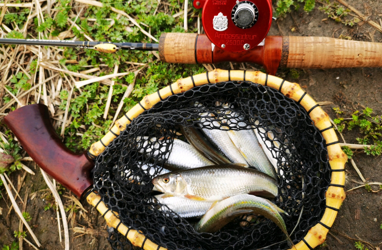 北京周边钓马口鱼的地点,北京溪流常见鱼