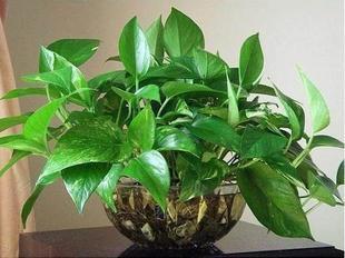 家庭养花有什么讲究的,家里养花会带来桃花运吗