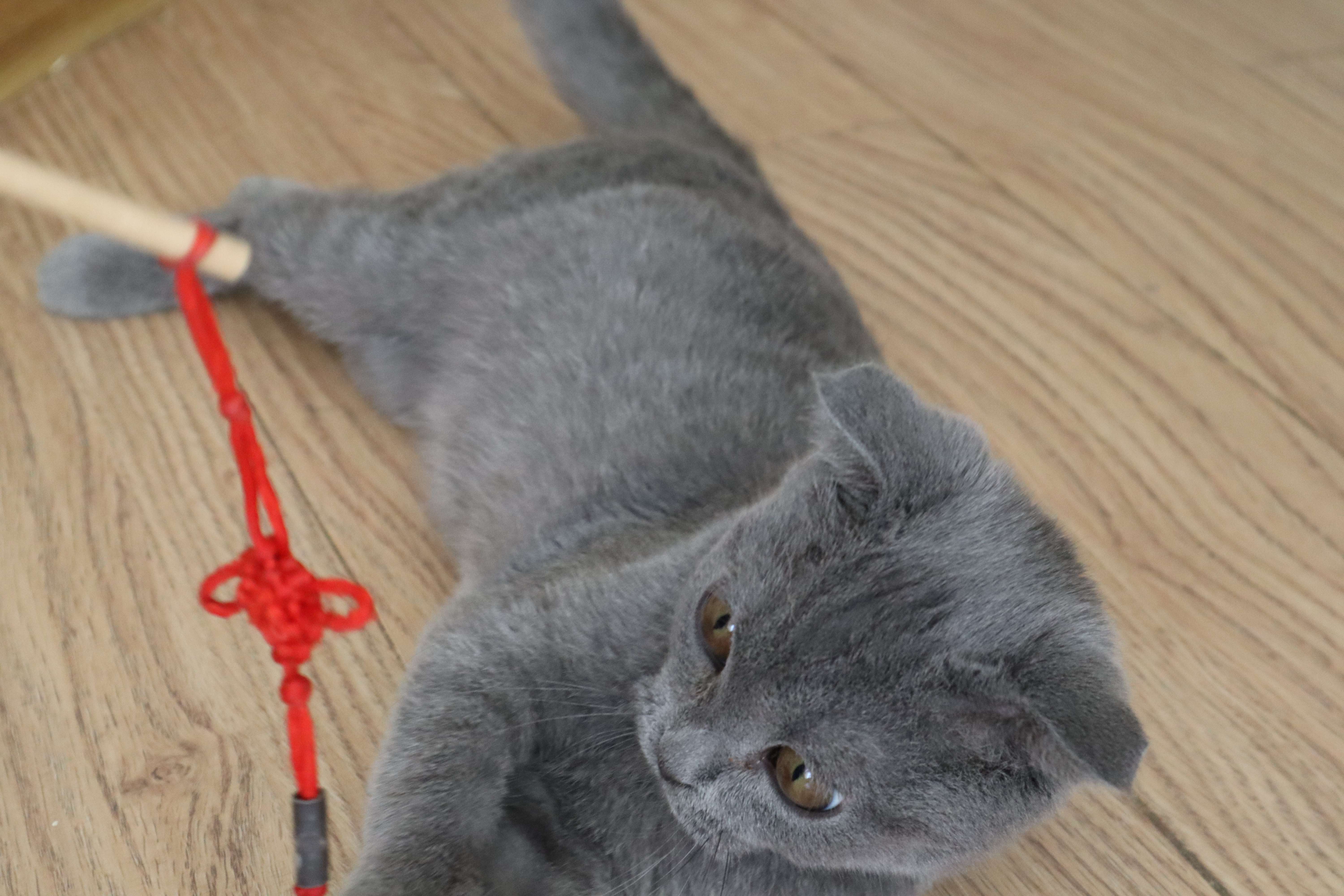 英短蓝猫可以养么,英短蓝猫好养吗怎么养