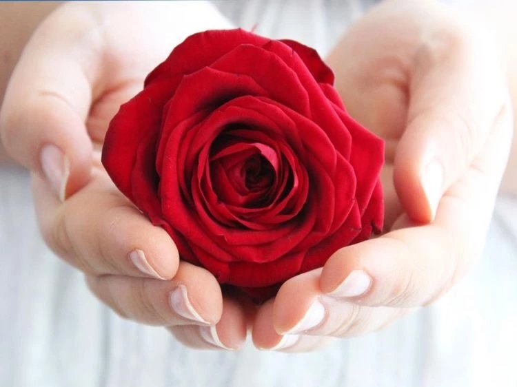 花语大全：各种鲜花的花语，不同颜色寓意也不一样啊